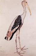 Zayn AL Din A Painted Stork oil painting